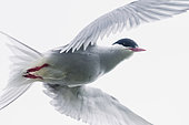 Arctic Tern (Sterna paradisaea) in flight, Iceland.
