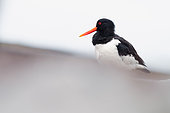 Oystercatcher (Haematopus ostralegus) on rocks, Southern Region, Iceland