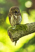 Pygmy Owl (Glaucidium passerinum) yawning on a branch in spring, Alsace, France