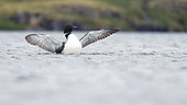 Great northern diver (Gavia immer) stretching out on a lake, Iceland