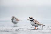 Common Ringed Plover (Charadrius hiaticula) at the water's edge, Iceland