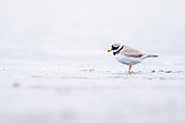 Common Ringed Plover (Charadrius hiaticula) at the water's edge, Iceland