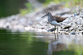 Green Sandpiper (Tringa ochropus) at the water's edge, Alsace, France