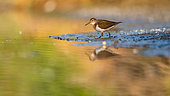 Common sandpiper (Actitis hypoleucos) at the water's edge, Alsace, France