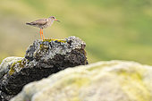 Common Redshank (Tringa totanus) on a rock, Iceland