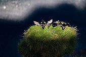Atlantic puffins (Fratercula arctica) on a grassy cliff, Iceland