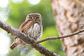 Pygmy Owl (Glaucidium passerinum) on a branch in spring, Alsace, France