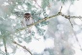Pygmy owl (Glaucidium passerinum) on a tree in winter, Alsace, France