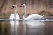 Mute Swan (Cygnus olor) pair on the water, Alsace, France