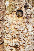 Pygmy Owl (Glaucidium passerinum) at nest in spring, Alsace, France