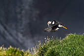 Atlantic puffin (Fratercula arctica) flying away with a prey, Iceland