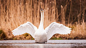 Mute swan (Cygnus olor) stretching on the water, Alsace, France