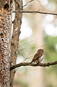 Chevêchette d'Europe (Glaucidium passerinum) sur un arbre au printemps près de la loge, Alsace, France