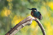 Kingfisher (Alcedo atthis) on a branch, Alsace, France