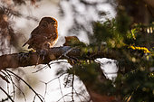 Pygmy owl (Glaucidium passerinum) on a tree in spring with a prey, Alsace, France