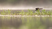 Green Sandpiper (Tringa ochropus) at the water's edge, Alsace, France