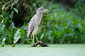 Night Heron (Nycticorax nycticorax), immature at rest, Alsace, France