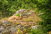Roe deer (Capreolus capreolus) lying in the tall grass, Alsace, France