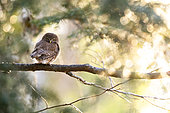 Pygmy Owl (Glaucidium passerinum) on a tree in spring, Alsace, France