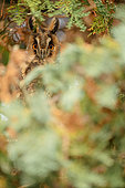 Long-eared Owl (Asio otus) camouflaged on a branch, Alsace, France