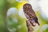 Pygmy Owl (Glaucidium passerinum) with its prey: a young Jay, Alsace, France