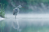 Grey heron (Ardea cinerea) in water in spring, Alsace, France
