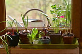 Regrowing, Growing new vegetables from leftovers, Vegetables in pots in front of a window