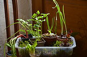 Regrowing, Growing new vegetables from leftovers, Vegetables in pots