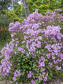 Azalea 'Joseph Haydn', Rhododendron 'Joseph Haydn' in bloom