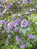 Rhododendron 'Blue Ensign' in bloom