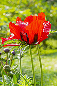 Opium Poppy, Papaver somniferum 'Le Géant', flowers