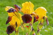 Tall Bearded Iris, Iris Germanica 'Black And Gold', flowers