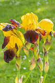Tall Bearded Iris, Iris Germanica 'Black And Gold', flowers