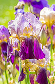 Tall Bearded Iris, Iris Germanica 'Argos', flowers