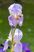 Tall Bearded Iris, Iris Germanica 'Lady Foster', flowers