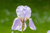 Tall Bearded Iris, Iris Germanica 'Lady Foster', flower