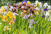 Tall Bearded Iris, Iris germanica, mixed bed