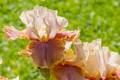Tall Bearded Iris, Iris Germanica 'Cameo Wine', flowers