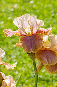 Tall Bearded Iris,