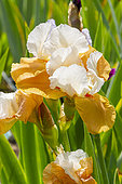 Tall Bearded Iris, 'Beach Girl', flowers
