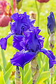 Tall Bearded Iris, Iris Germanica 'Bleu De Gien', flowers