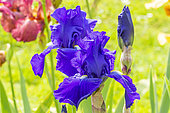 Tall Bearded Iris, Iris Germanica 'Bleu De Gien', flowers