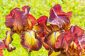 Tall Bearded Iris, Iris Germanica 'Provençal', flowers