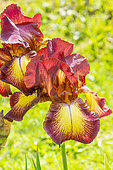Tall Bearded Iris, Iris Germanica 'Provençal', flowers