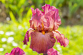 Tall Bearded Iris, Iris Germanica 'Margrave', flower
