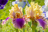 Tall Bearded Iris, Iris Germanica 'Colette Thurillet', flowers