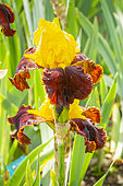 Tall Bearded Iris, Iris germanica 'Andalou', flowers