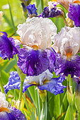 Tall Bearded Iris, Iris Germanica 'Hortense C', flowers