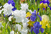 Tall Bearded Iris, Iris Germanica 'Frison-Roche', Iris Germanica 'Ouragan', flowers
