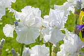Tall Bearded Iris, Iris Germanica 'Frison-Roche', flowers